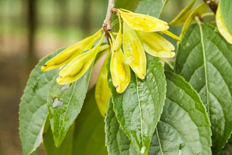 Eucommia Extract：食物の保存を自然に戻さないでください