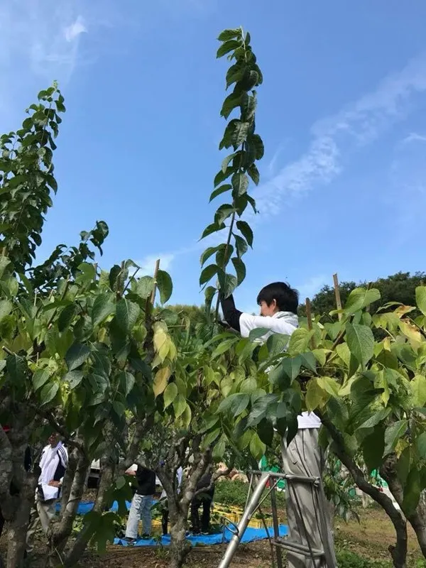亜熱帯気候は、Eucommia ulmoidesの高い活性成分にどのように貢献していますか？