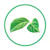 White Kidney Bean Extract
