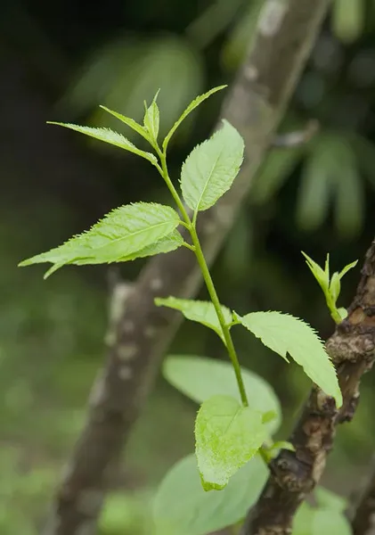 fresh Eucommia leaves